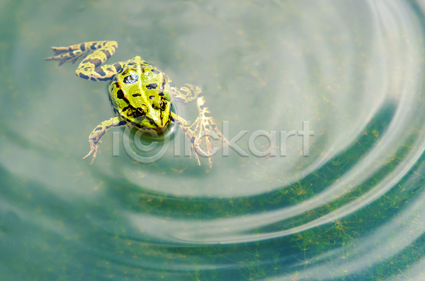 사람없음 JPG 포토 해외이미지 개구리 동물 물 양서류 연못 자연 초록색