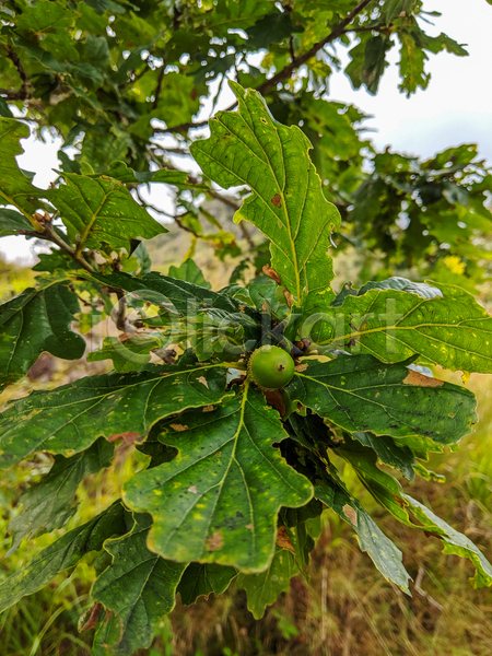 건조 사람없음 JPG 포토 해외이미지 가을(계절) 갈색 견과류 계절 나무 식물 아일랜드 자연 초록색