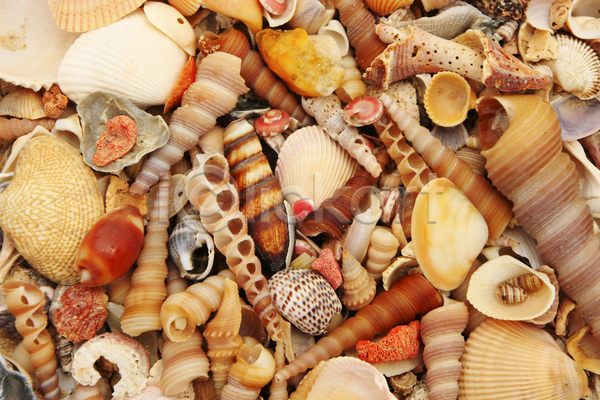 사람없음 JPG 포토 해외이미지 갈색 껍질 닫기 달팽이(동물) 디자인 모래 물 바다 백그라운드 산호 수중 수집 앵무조개 여름(계절) 오렌지 자연 장식 조개 질감 추상 컬러풀 패턴 해변