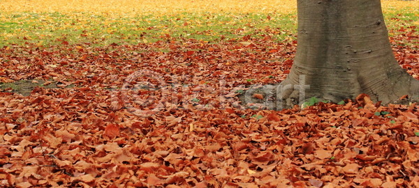 건조 휴식 사람없음 JPG 포토 해외이미지 10월 11월 9월 가을 계절 공원 나무 노란색 단풍 땅바닥 백그라운드 빨간색 시골 야외 오렌지 유럽 잎 자연 질감 초록색 컬러풀 풍경 해외포토 햇빛 환경 황금