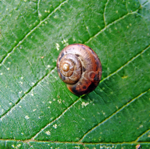 사람없음 JPG 근접촬영 포토 해외이미지 껍질 달팽이(동물) 달팽이집 야외 잎 작음 주간 한마리