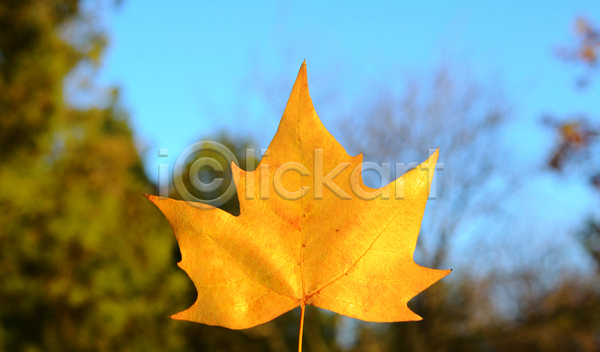 사람없음 JPG 포토 해외이미지 10월 9월 가을(계절) 계절 나무 노란색 단풍 묘사 백그라운드 봄 뷰티 빨간색 식물 야외 오렌지 잎 자연 질감 천국 파란색 환경 황금