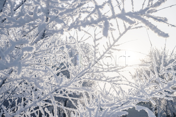 사람없음 JPG 포토 해외이미지 겨울 겨울풍경 나뭇가지 눈(날씨) 상고대 야외 주간 풍경(경치) 하늘
