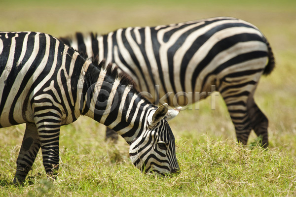 사람없음 JPG 포토 해외이미지 흑백 가로 국립공원 아프리카 야생동물 얼룩말 줄무늬 케냐 포유류