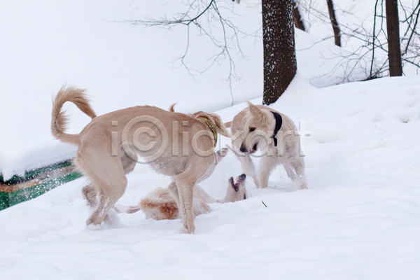 산책 사람없음 JPG 포토 해외이미지 강아지 겨울 놀기 눈(날씨) 눈덮임 반려견 반려동물 세마리 야외 주간 하운드