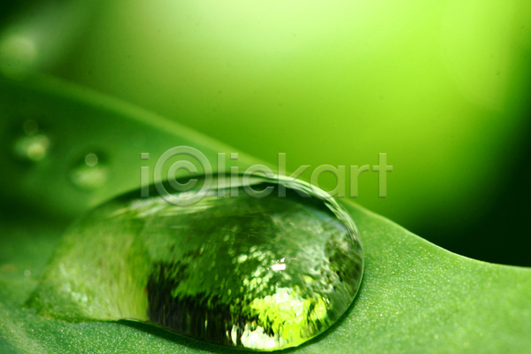 사람없음 JPG 근접촬영 포토 해외이미지 물방울 반사 빗방울 야외 잎 주간 초록색
