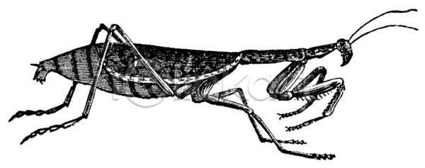 EPS 일러스트 해외이미지 검은색 고립 곤충 골동품 그림 기도 내추럴 동물 동물상 디자인 미술 생물 생물학 수확 스케치 야생동물 옛날 유럽 육식동물 차단 판화 해외일러스트 흰색