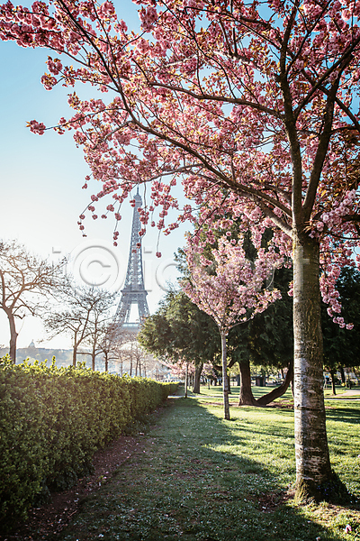 사람없음 JPG 포토 공원 관목 벚꽃 벚나무 봄 아침 야외 에펠탑 유럽풍경 파리(프랑스) 프랑스 하늘 해외풍경
