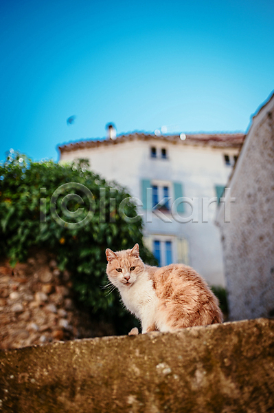 사람없음 JPG 아웃포커스 포토 건물 고양이 남프랑스 담장 동물라이프 시골 야외 유럽풍경 주간 주택 프랑스 하늘 한마리 해외풍경