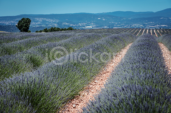 사람없음 JPG 포토 꽃밭 라벤더 맑음 산 야외 유럽풍경 자연 주간 프랑스 하늘 해외풍경