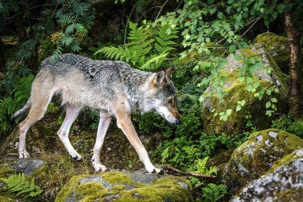 사람없음 JPG 포토 해외이미지 걷기 늑대 야생동물 야외 자연 주간 한마리