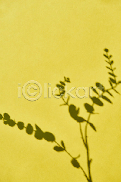 사람없음 JPG 포토 그림자 노란배경 누끼 몽환 백그라운드 스튜디오촬영 식물 실내 오브젝트 잎
