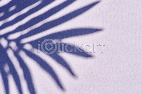 사람없음 JPG 포토 그림자 누끼 몽환 백그라운드 보라색배경 스튜디오촬영 식물 실내 오브젝트 잎