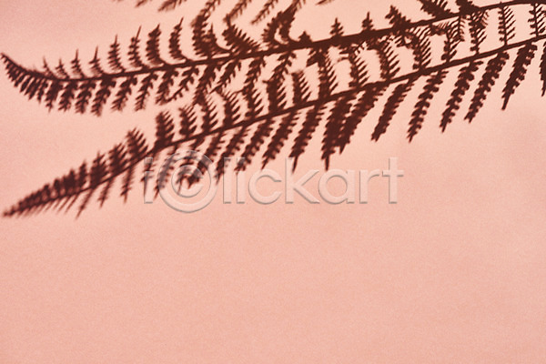 사람없음 JPG 포토 그림자 누끼 몽환 백그라운드 분홍색배경 스튜디오촬영 식물 실내 오브젝트 잎