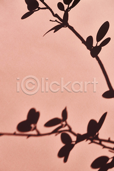 사람없음 JPG 포토 그림자 누끼 몽환 백그라운드 분홍색배경 스튜디오촬영 식물 실내 오브젝트 잎