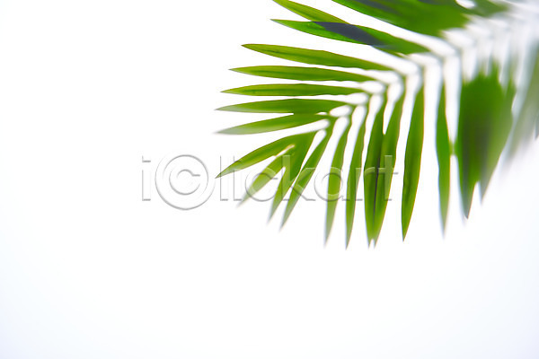 사람없음 JPG 포토 그림자 누끼 몽환 반투명 백그라운드 스튜디오촬영 식물 실내 오브젝트 잎 흰배경