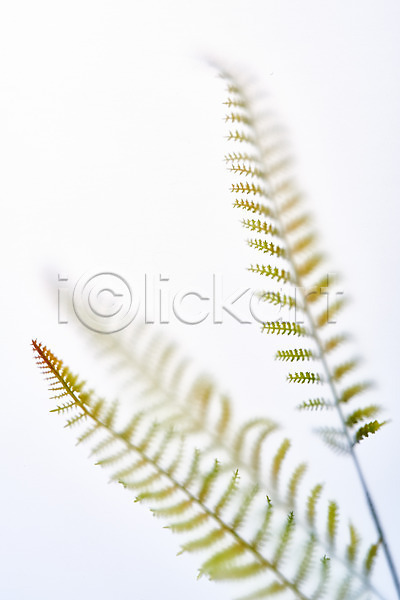 사람없음 JPG 포토 그림자 누끼 몽환 반투명 백그라운드 스튜디오촬영 식물 실내 오브젝트 잎 흰배경