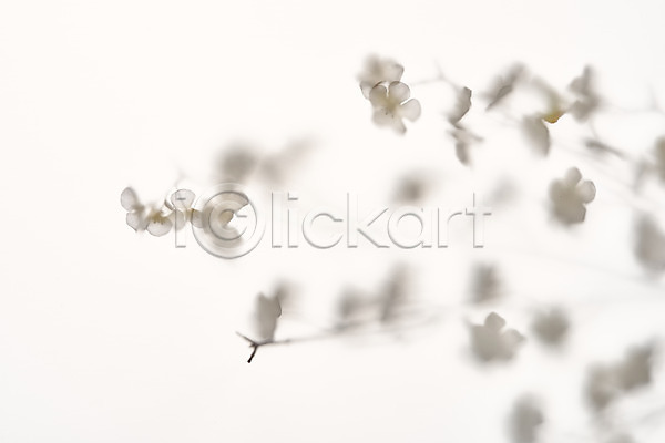 사람없음 JPG 포토 그림자 꽃 꽃가지 누끼 몽환 반투명 백그라운드 스튜디오촬영 실내 오브젝트 흰배경 흰색