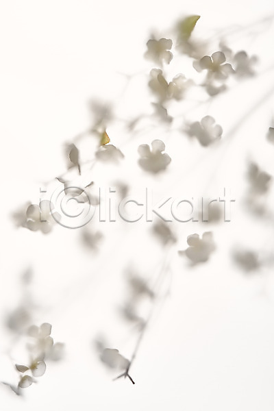 사람없음 JPG 포토 그림자 꽃 꽃가지 누끼 몽환 반투명 백그라운드 스튜디오촬영 실내 오브젝트 흰배경 흰색