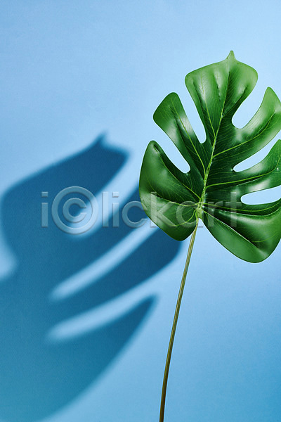 사람없음 JPG 포토 그림자 누끼 몬스테라 몽환 백그라운드 스튜디오촬영 식물 실내 오브젝트 파란배경