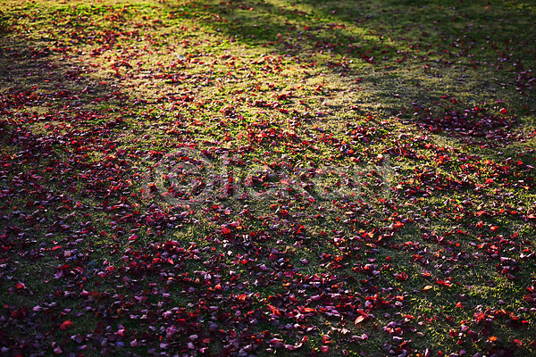 사람없음 JPG 포토 그림자 꽃 몽환 백그라운드 야외 잔디 주간 햇빛