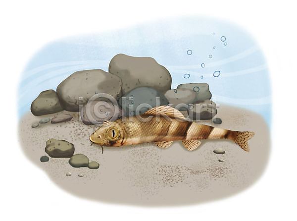 사람없음 PSD 일러스트 꾸구리 돌(바위) 모래 물방울 수영 수중 어류 조약돌 한마리