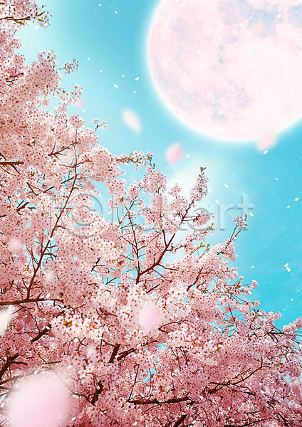 화려 사람없음 PSD 편집이미지 꽃잎 낙화 달 백그라운드 벚꽃 벚나무 봄 봄풍경 분홍색 자연 카피스페이스 풍경(경치) 하늘