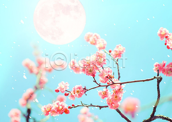 화려 사람없음 PSD 아웃포커스 편집이미지 꽃 꽃나무 꽃잎 달 바람 백그라운드 봄 봄풍경 자연 카피스페이스 풍경(경치) 하늘 하늘색