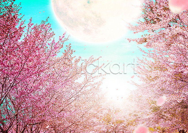 화려 사람없음 PSD 편집이미지 꽃잎 낙화 달 달빛 백그라운드 벚꽃 벚나무 봄 봄풍경 분홍색 자연 카피스페이스 풍경(경치) 하늘
