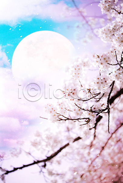 화려 사람없음 PSD 아웃포커스 편집이미지 구름(자연) 꽃잎 달 백그라운드 벚나무 봄 봄풍경 분홍색 자연 카피스페이스 풍경(경치) 하늘