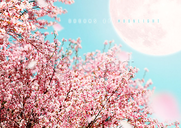 화려 사람없음 PSD 편집이미지 꽃잎 달 달빛 백그라운드 벚꽃 벚나무 봄 봄풍경 분홍색 자연 카피스페이스 풍경(경치)
