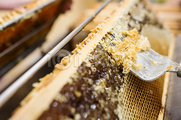 사람없음 JPG 포토 긁기 꿀 꿀벌 꿀채취 농업 벌꿀 벌집 실내 양봉 양봉업 체코