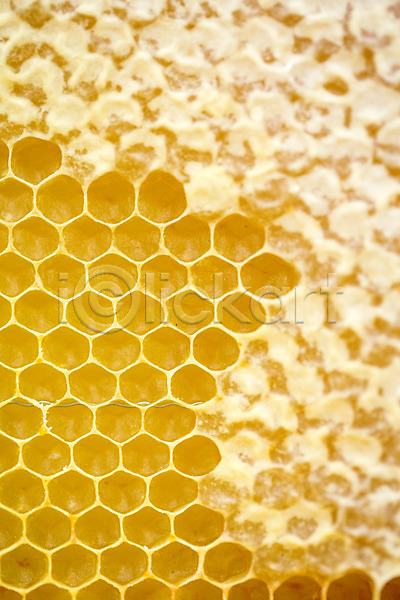 사람없음 JPG 포토 꿀 꿀벌 꿀채취 농업 벌꿀 벌집 야외 양봉 양봉업 체코