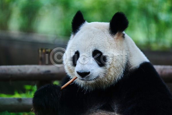 동양인 사람없음 JPG 포토 해외이미지 1 곰 나무 대나무 동물 먹기 아시아 야생동물 여행 음식 자연 중국 판다 포유류