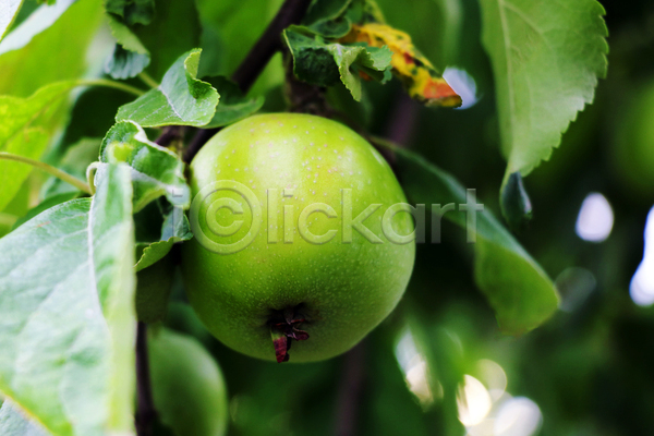 사람없음 JPG 근접촬영 아웃포커스 포토 해외이미지 과일 사과나무 야외 주간 청사과