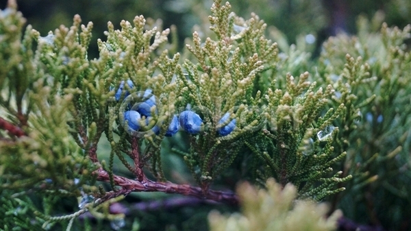 사람없음 JPG 포토 해외이미지 건강 고립 과일 꽃 나무 닫기 맛 먹기 밭 백그라운드 붓 식물 야외 음식 정원 초록색 큼 파란색
