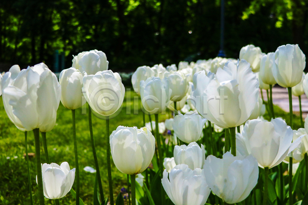 사람없음 JPG 포토 해외이미지 봄 봄꽃 야외 자연 주간 튤립 풍경(경치) 흰색