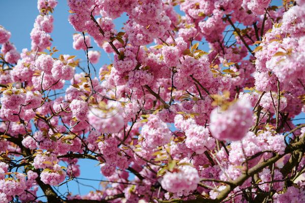 사람없음 JPG 소프트포커스 포토 해외이미지 벚꽃 봄 봄꽃 분홍색 야외 자연 주간 풍경(경치)
