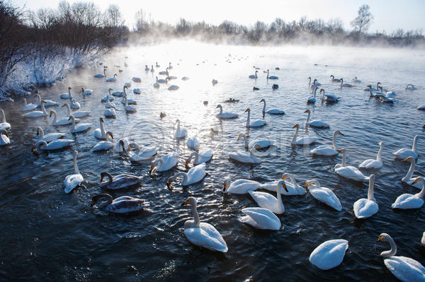 사람없음 JPG 포토 해외이미지 겨울 나무 눈(날씨) 무리 물결 백조 수면 안개 야외 우아 주간 호수