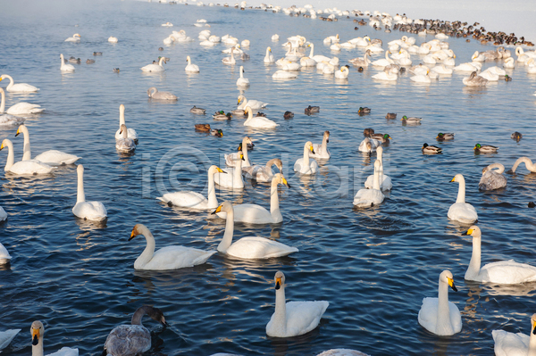 사람없음 JPG 포토 해외이미지 무리 물결 백조 수면 야외 주간 청둥오리 햇빛 호수