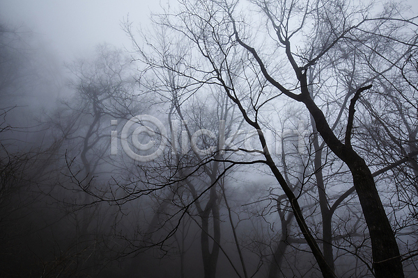 사람없음 JPG 로우앵글 포토 강원도 국내여행 나무 설악산 숲 안개 야외 운해 인제군 주간 풍경(경치) 흐림