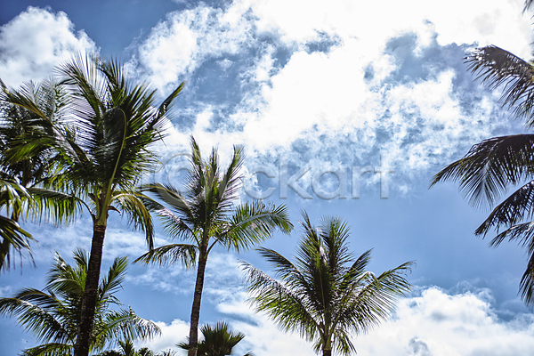 사람없음 JPG 포토 괌 구름(자연) 맑음 야외 야자수 주간 풍경(경치) 하늘 해외풍경 휴양지