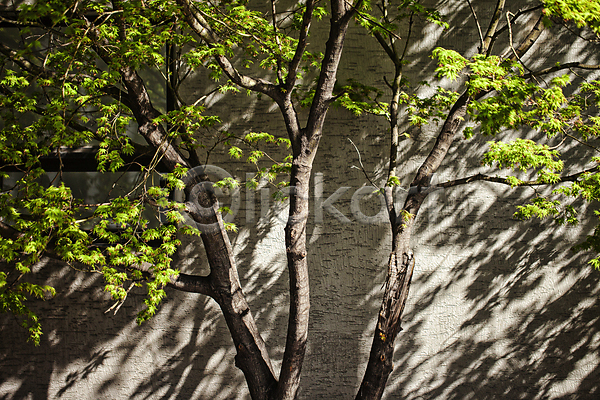 사람없음 JPG 포토 그림자 나무 나뭇잎 봄 서울 싱그러움 야외 주간 풍경(경치) 햇빛
