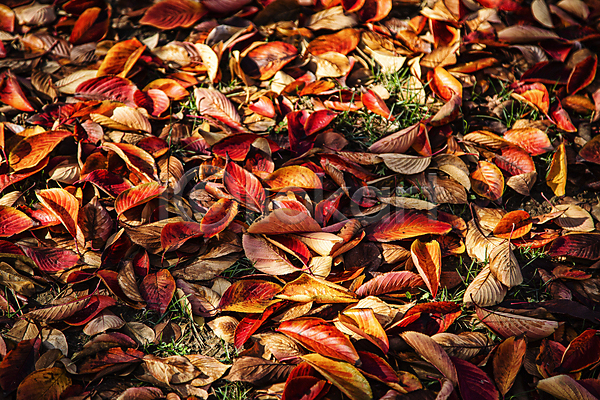 사람없음 JPG 포토 가을(계절) 낙엽 땅바닥 서울 야외 자연 주간 풍경(경치)