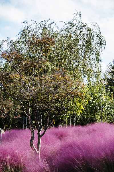 사람없음 JPG 포토 가을(계절) 가을풍경 나무 대전 수목원 야외 자연 주간 핑크뮬리 하늘