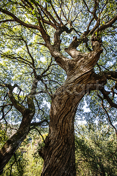 사람없음 JPG 로우앵글 포토 고목 나무 대전 대청호 숲속 야외 자연 주간 풍경(경치)