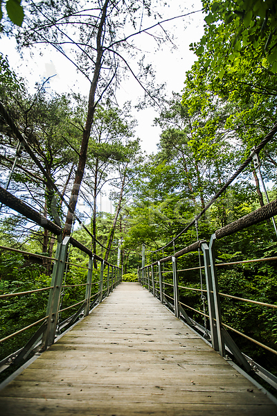 사람없음 JPG 포토 강원도 나무 나무다리 산속 산책로 숲길 숲속 야외 영월 주간 풍경(경치)