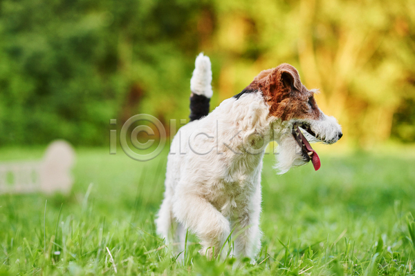 산책 사람없음 JPG 아웃포커스 포토 해외이미지 강아지 반려견 반려동물 야외 잔디 주간 폭스테리어 한마리