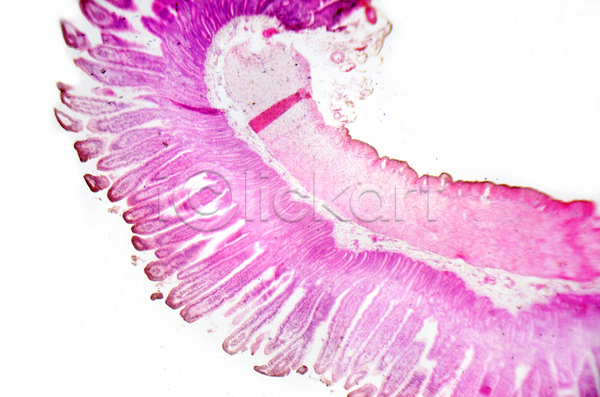 사람 사람없음 JPG 포토 해외이미지 건강 과학 교육 근육 대학교 묘사 미생물 백그라운드 부분 분홍색 사진촬영 생물학 세포 실험실 약 오르간 유기농 작음 조직 해부 현미경 확대