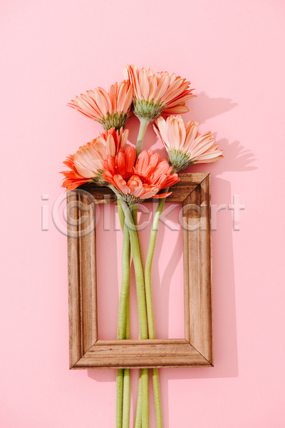 사람없음 JPG 포토 하이앵글 해외이미지 거베라 꽃 분홍색배경 실내 액자 액자틀 오브젝트